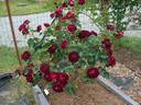 Sister Sharon rose photo