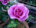 Dignity rose photo