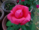Kathleen O'Rourke rose photo