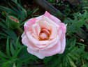 Lady Diana rose photo