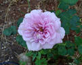 Taischa rose photo