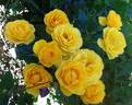 Sunbeam Veranda rose photo