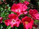 Pink Flash rose photo