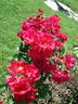 Pink Flash rose photo