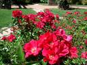 Pink Flash rose photo