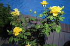 Henry Fonda rose photo