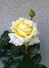Something Special rose photo