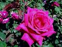 Jean-Paul Guerlain rose photo