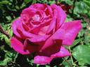 Jean-Paul Guerlain rose photo