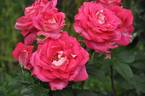 Ville de Villeurbanne ® rose photo