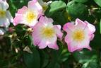 Landhaus Ettenbühl rose photo