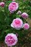 Madame Knorr rose photo