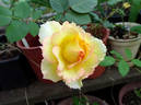 Delightful Phyllis rose photo