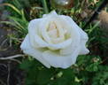 Opulence rose photo