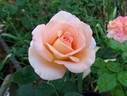 European Touch rose photo