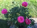 Star of the Nile ™ rose photo