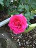 Gentle Giant ™ rose photo