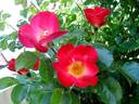 Red Cottage rose photo