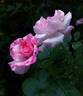 Otomegokoro rose photo