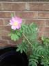 <i>R. arkansana</i> rose photo