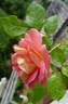 Roseneck rose photo