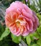 Roseneck rose photo