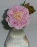 Roseneck rose photo