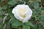 Fintona rose photo