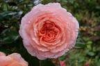 Clea's Rose rose photo