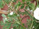 Conestoga rose photo