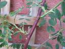 Conestoga rose photo