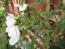 Conestoga rose photo