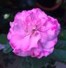 Otomegokoro rose photo
