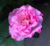 Otomegokoro rose photo