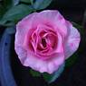 Otomegokoro rose photo