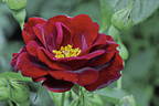 Real Cover rose photo