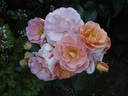 Together Forever rose photo