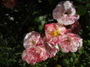 Mind Games rose photo