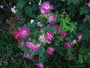 <i>R. arkansana</i> rose photo