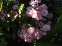 Claire Jolly rose photo