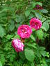 Lord Scarman rose photo