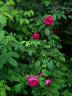 Lord Scarman rose photo