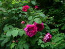 Lord Scarman rose photo