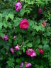 Lord Scarman rose photo