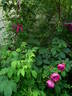 Lord Scarman rose photo