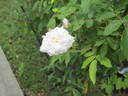 Mary Washington rose photo