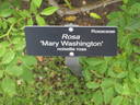 Mary Washington rose photo
