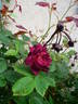 Burgundy Rambler rose photo
