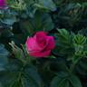 Scarlet Pavement rose photo
