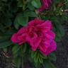 Scarlet Pavement rose photo